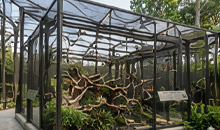 Animal Enclosure